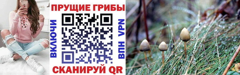 наркотики Орехово-Зуево Галлюциногенные грибы GOLDEN TEACHER